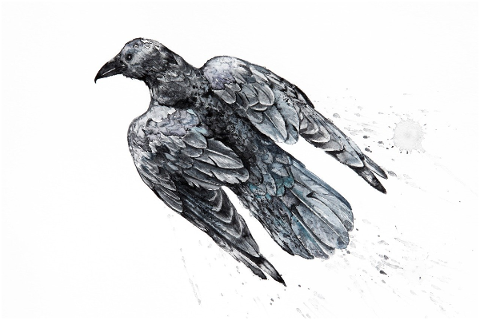 watercolor-watercolour-crow-black-4707778