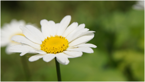 chamomile-wildflowers-flower-white-4314131