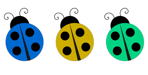 ladybug-lady-bug-bug-insect-beetle-4994368