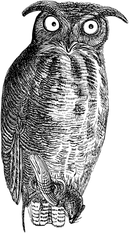 owl-bird-line-art-animal-vintage-5147172
