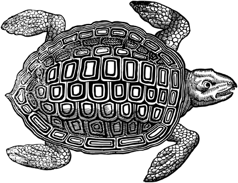 turtle-tortoise-animal-vintage-5292578