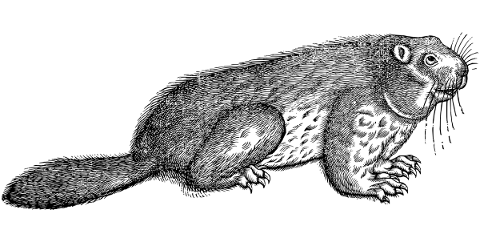 beaver-animal-line-art-rodent-5220757