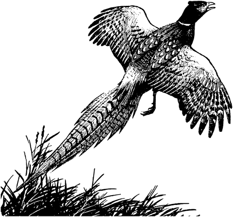 pheasant-bird-game-gamebird-4962567