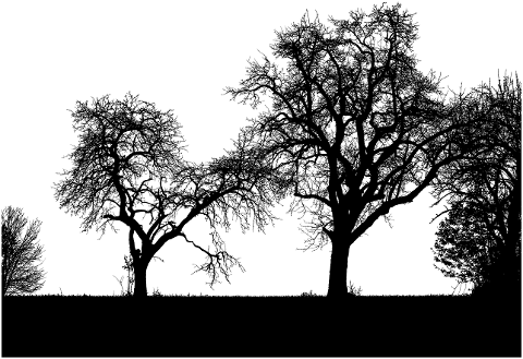 trees-landscape-silhouette-branches-4492936