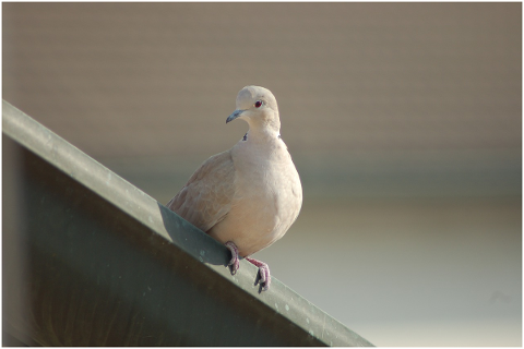 collared-dove-doves-bird-plumage-4725561