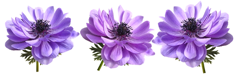 flowers-anemone-mauve-cut-out-4382811