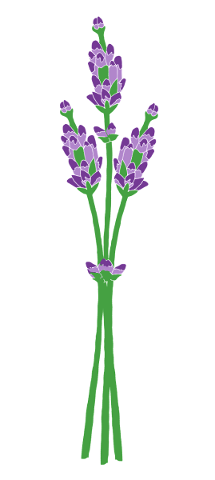 lavender-provence-flowers-purple-5116095