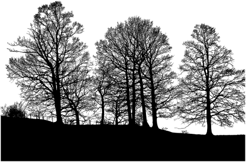 forest-trees-silhouette-branches-4989876