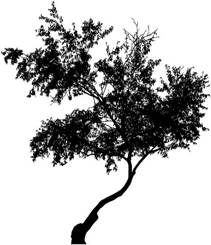 tree-branches-silhouette-trunk-5767955