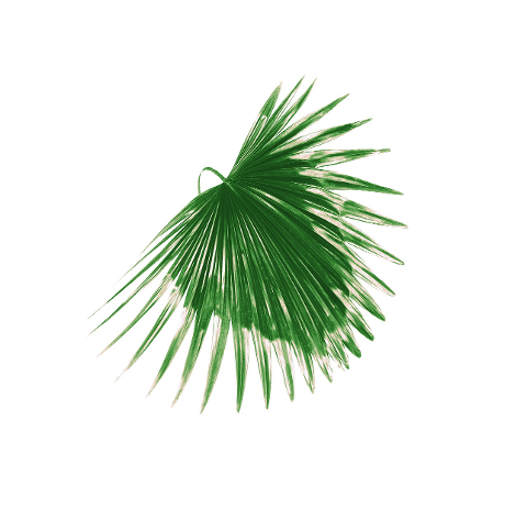 palm-leaf-leaves-green-tropical-4324173