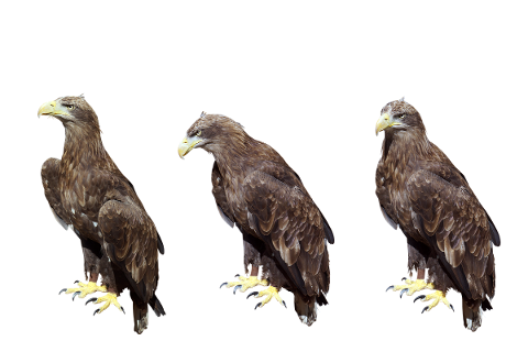 eagle-birds-plumage-5211114