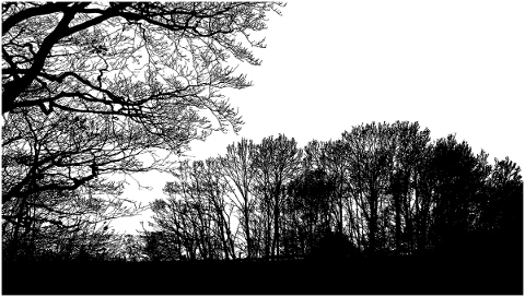 forest-trees-silhouette-branches-5147167