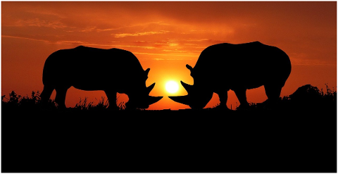 sunset-rhinoceros-wild-sky-4795242