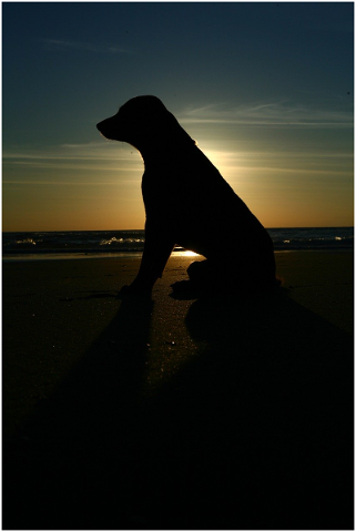 silhouette-dog-sunset-sunrise-4946062