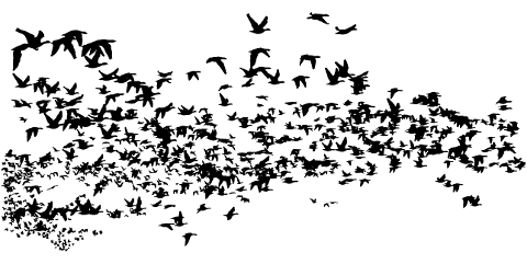 birds-flock-silhouette-geese-goose-4412448