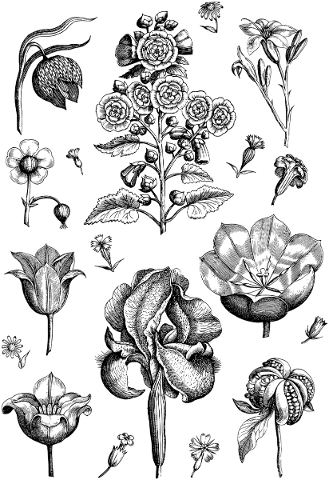 flowers-plants-line-art-floral-5768002