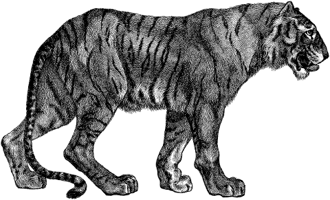 tiger-cat-line-art-feline-big-cat-4367960