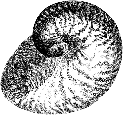 seashell-drawing-shell-snail-5556084