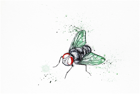 funny-cute-fly-watercolor-4703183