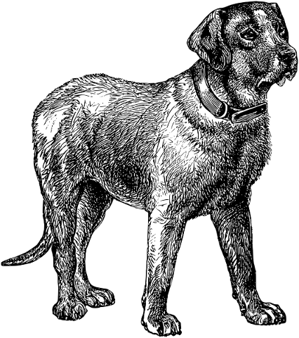 dog-canine-line-art-animal-pet-5198134