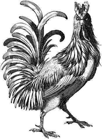 rooster-animal-line-art-chicken-4811648