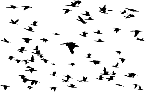 birds-flying-silhouette-flock-5756730