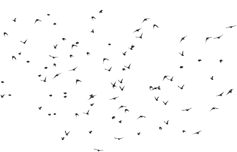 birds-silhouette-animals-flying-5184441