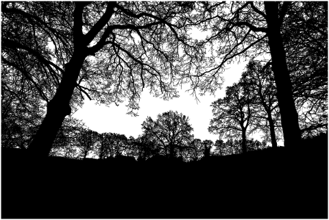 forest-trees-silhouette-branches-5180140