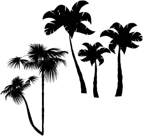 palm-tree-silhouettes-palm-tree-palm-4880957