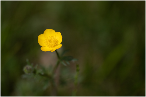 flower-yellow-flower-blossom-5123757