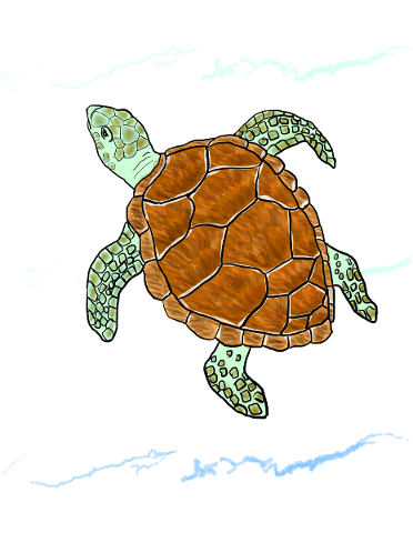 sea-turtle-turtle-sea-coral-4972423