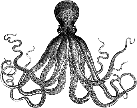 octopus-animal-drawing-line-art-7136890