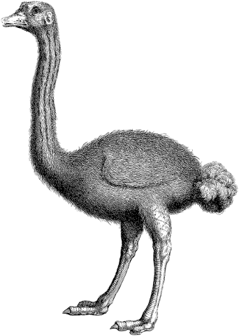 ostrich-bird-animal-wild-animal-5700092