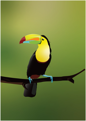 bird-toucan-tropical-tropical-bird-5814995