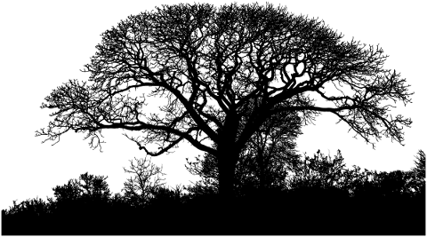 trees-landscape-silhouette-plant-4868998