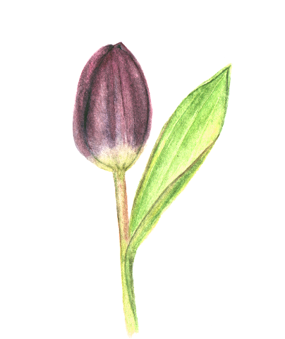 tulip-flower-purple-4293565