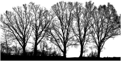 forest-trees-silhouette-branches-4754492