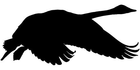 swan-bird-silhouette-flying-animal-5165109