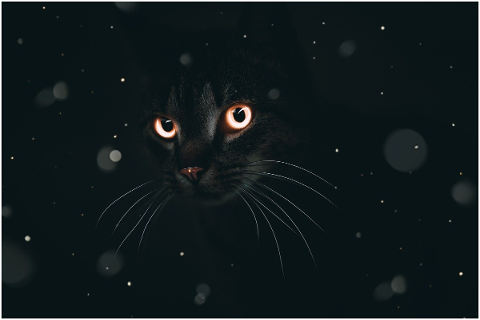 cat-eyes-animal-background-fantasy-4684197