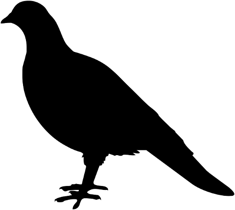 silhouette-bird-nature-dark-4535338