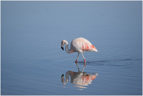 bird-pink-lagoon-flamingo-4947159