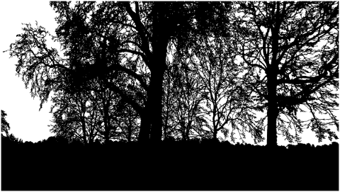 forest-trees-silhouette-branches-5182574
