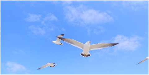 wing-sky-seagull-plane-i-cloud-4943421