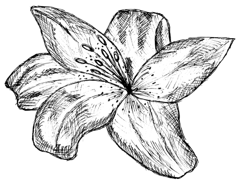 lily-flower-plant-bloom-garden-5569409