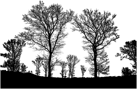 forest-trees-silhouette-branches-5207111