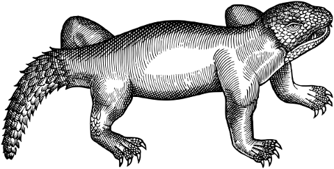 lizard-animal-line-art-reptile-5221289