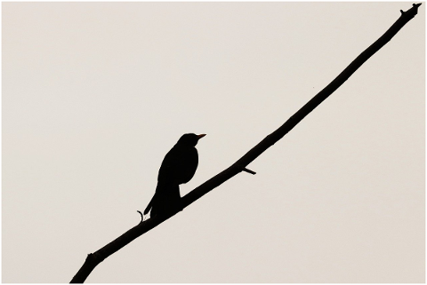blackbird-silhouette-branch-5178644