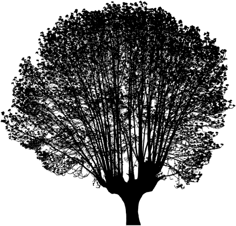 tree-landscape-silhouette-plant-5126625