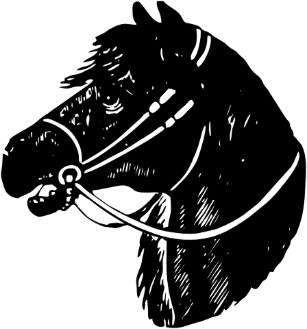 horse-pony-equine-stallion-face-5486125