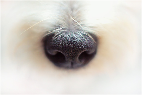 nose-terrier-dog-detail-pet-4420535